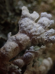 Pseudocyphellaria chloroleuca