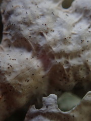 Pseudocyphellaria chloroleuca