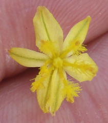 Bulbine favosa