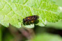 Monophadnus spinolae