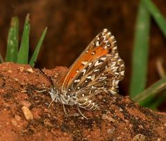 Trimenia macmasteri macmasteri