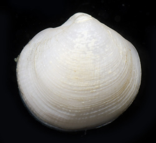 Parvilucina tenuisculpta observed 2018-06-23