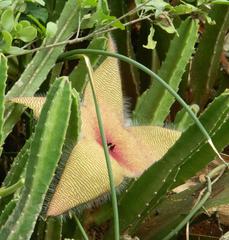 Stapelia unicornis