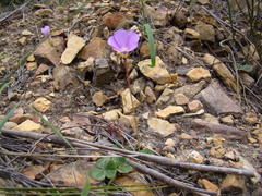 Oxalis commutata
