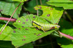 Micropodisma salamandra