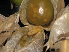 Rhagoletis striatella