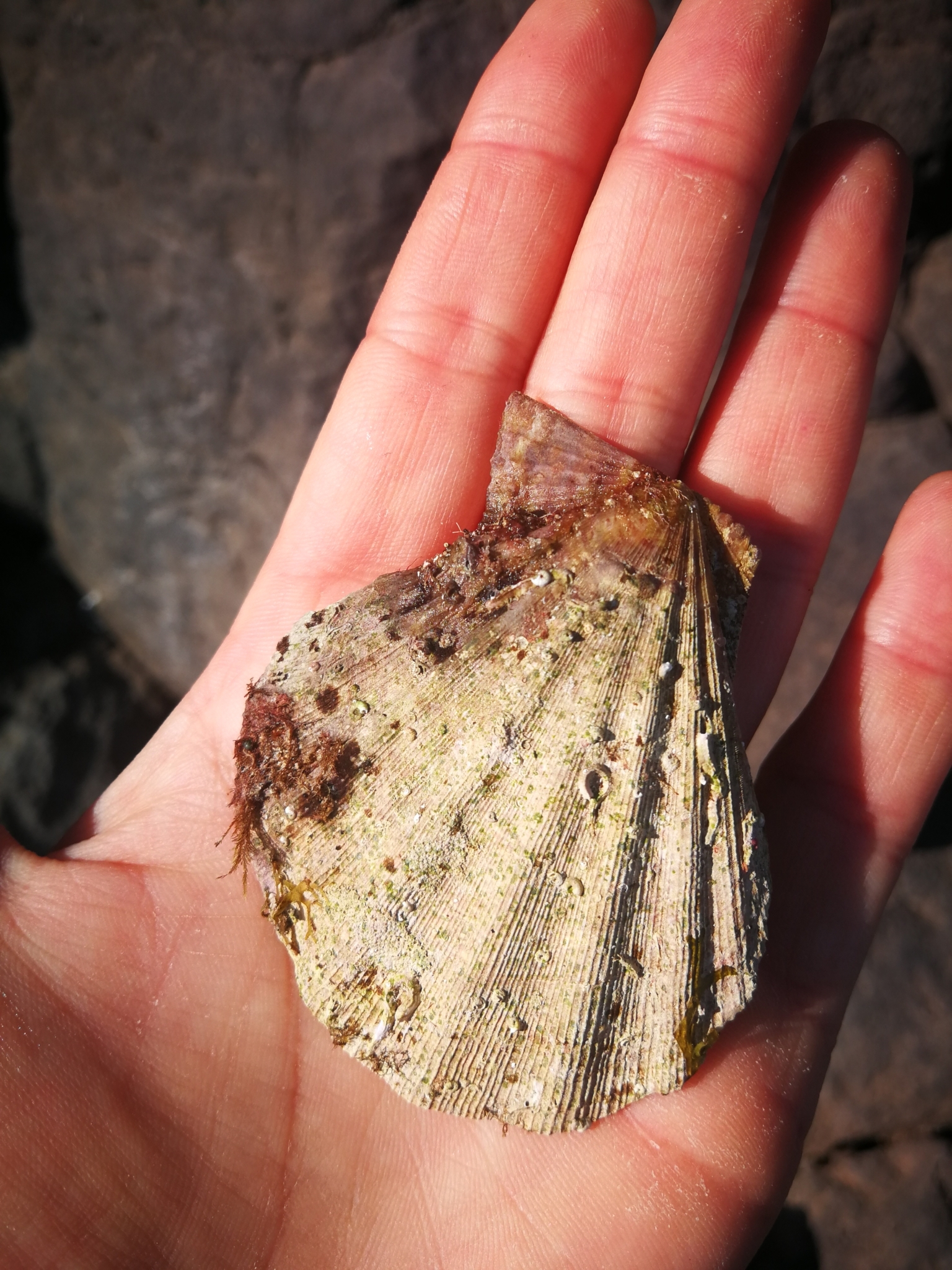 Manupecten pesfelis