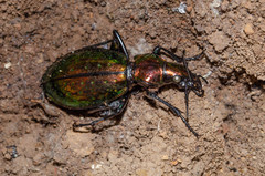 Carabus rutilans