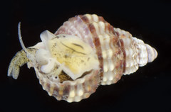 Nassarius mendicus