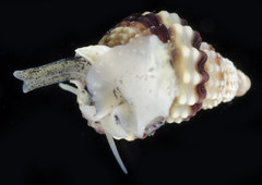 Nassarius mendicus