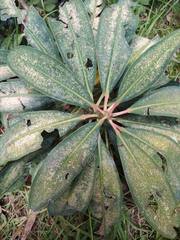 Sapium stylare