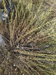 Artemisia arenaria