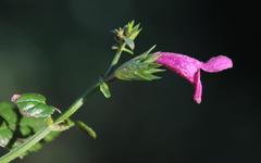 Stachys thunbergii