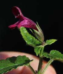 Stachys thunbergii