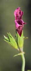 Stachys thunbergii
