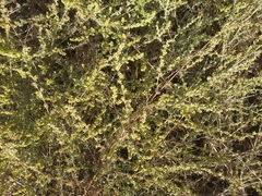 Artemisia arenaria