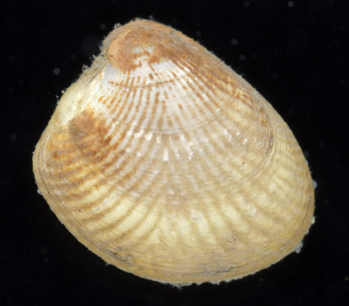 Acila castrensis observed 2018-06-23