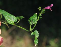 Stachys thunbergii