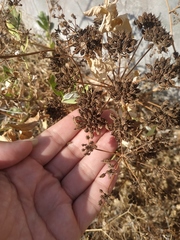Astrodaucus littoralis