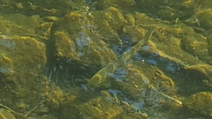 Salvelinus fontinalis