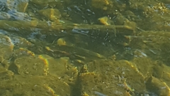 Salvelinus fontinalis