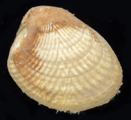 Acila castrensis observed 2018-06-23