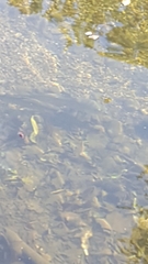 Salvelinus fontinalis