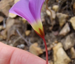 Oxalis commutata