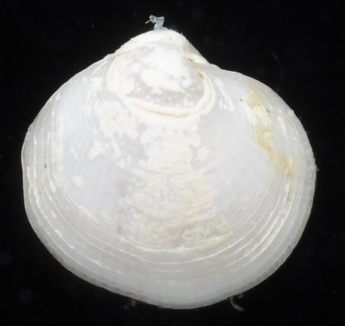 Parvilucina tenuisculpta observed 2018-06-23