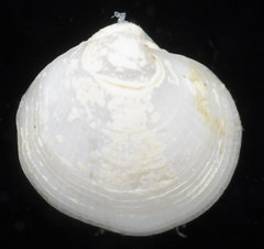 Parvilucina tenuisculpta
