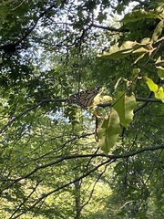 Danaus plexippus