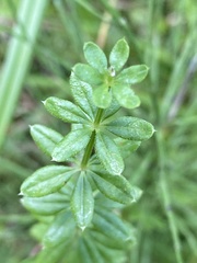 Galium asprellum