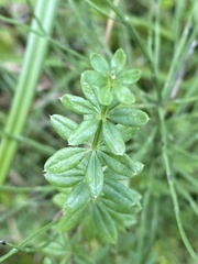 Galium asprellum