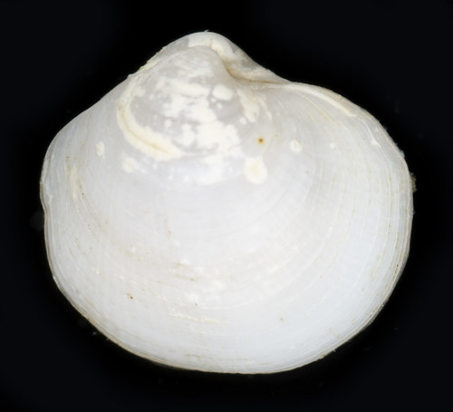 Parvilucina tenuisculpta observed 2018-06-23