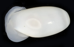 Parvilucina tenuisculpta