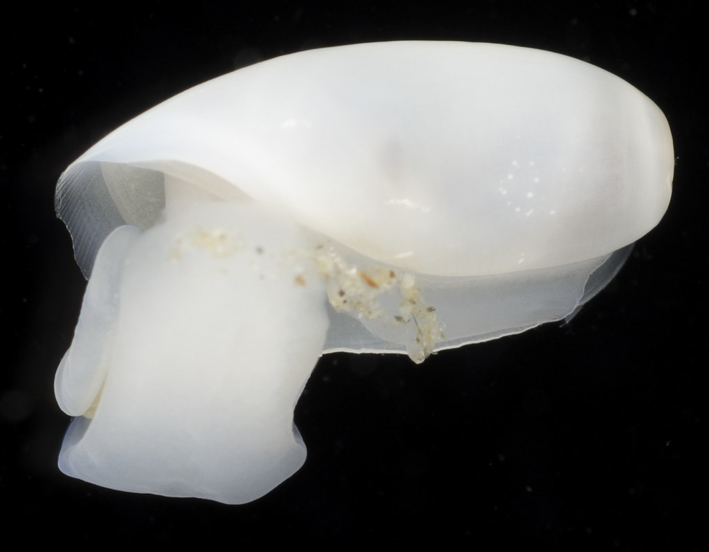 White Cylichna