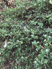 Ceanothus thyrsiflorus thyrsiflorus