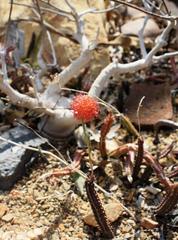 Kleinia stapeliiformis
