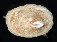 Puncturella galeata