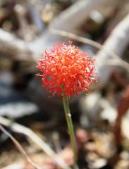 Kleinia stapeliiformis