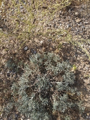 Artemisia arenaria