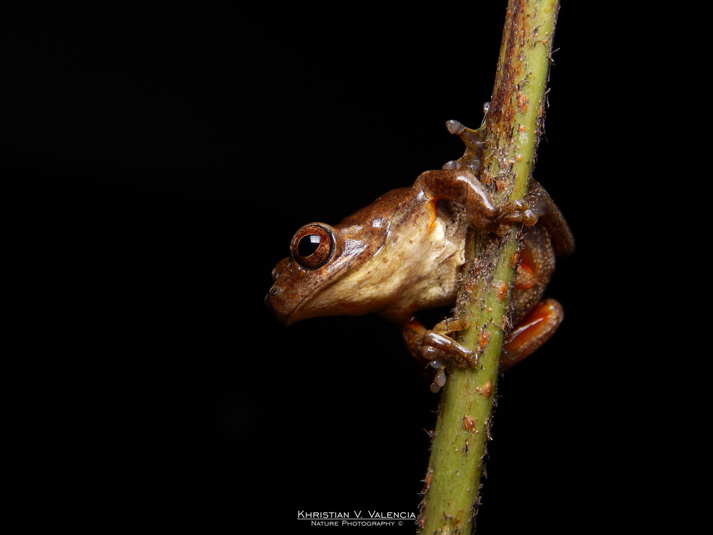 North Andean Treefrog
