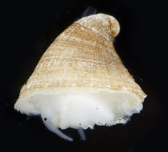 Puncturella galeata