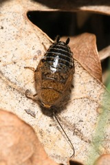 Ectobius erythronotus