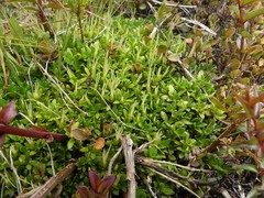 Coprosma perpusilla perpusilla
