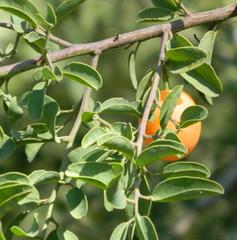 Ximenia americana microphylla