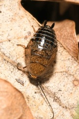 Ectobius erythronotus