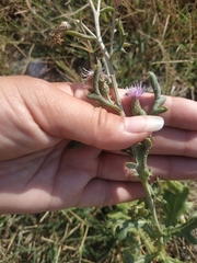Cirsium arvense vestitum