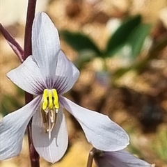 Cyanella orchidiformis