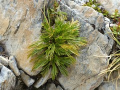 Aciphylla divisa